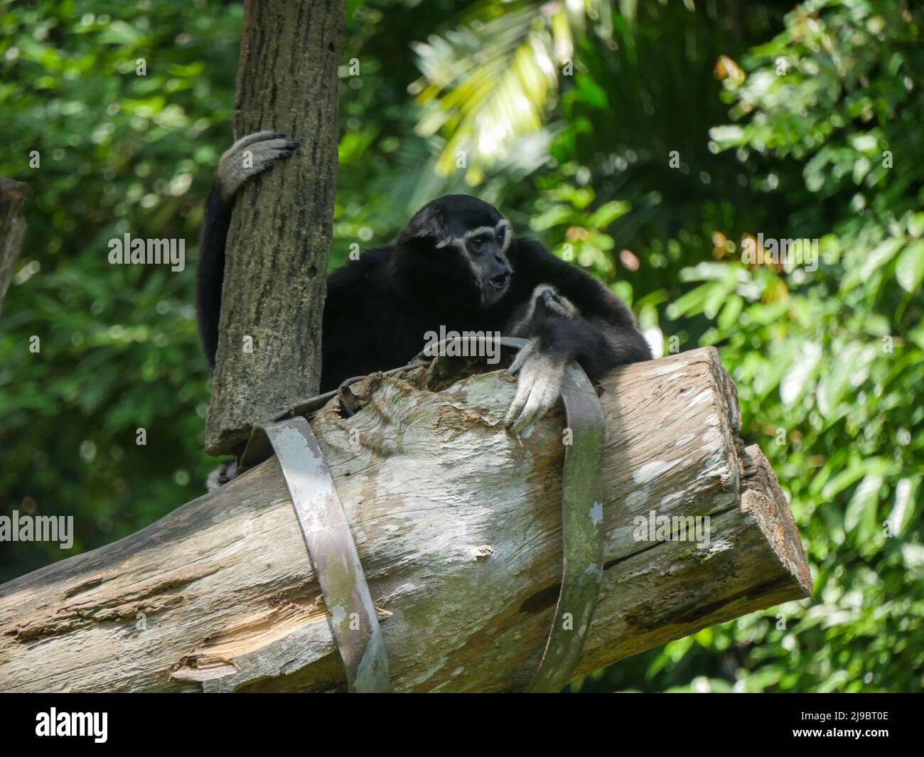 Black-And-White Colobus Monkey : Black-and-white colobuses (or colobi) are Old World monkeys of the genus Colobus, native to Africa. They are closely Stock Photo