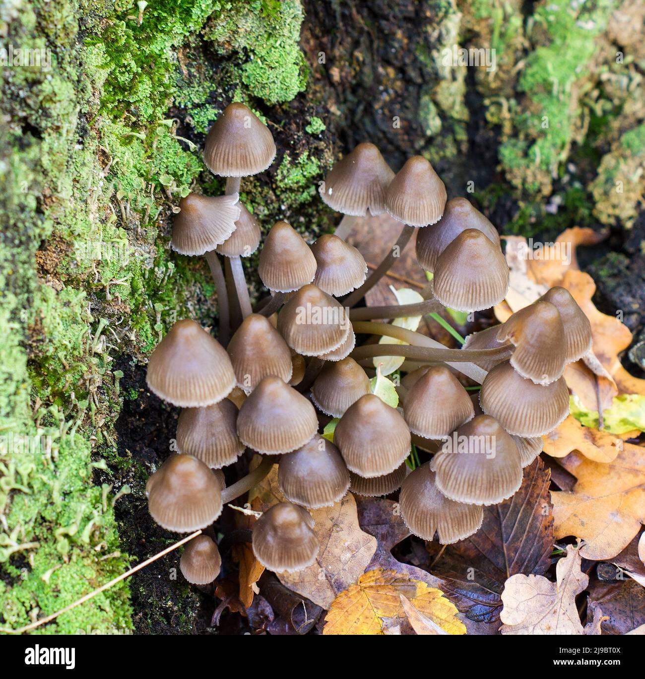Autumn mushrooms on a tree stump overgrown with moss Stock Photo - Alamy