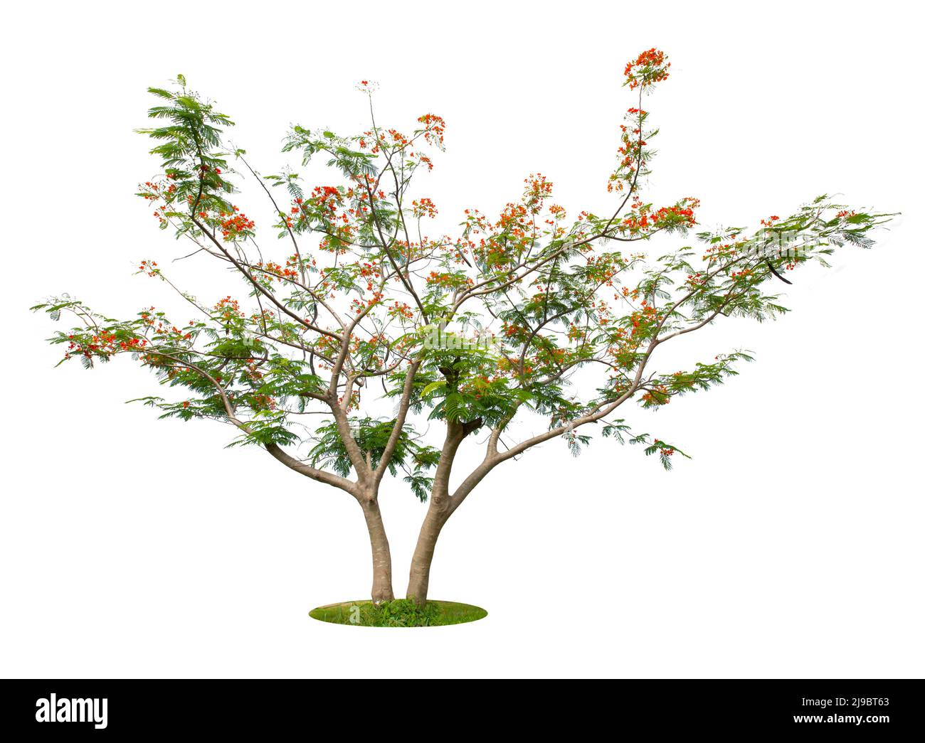 The Flam boyant tree or Flame tree or Royal Poinciana tree isolated on  white background, With Clipping path Stock Photo - Alamy