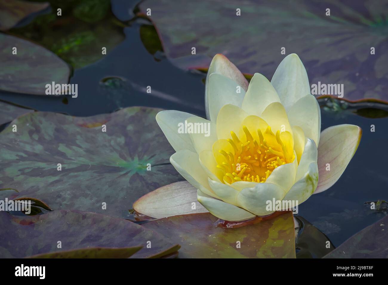 A Water Lily in a pond. Stock Photo