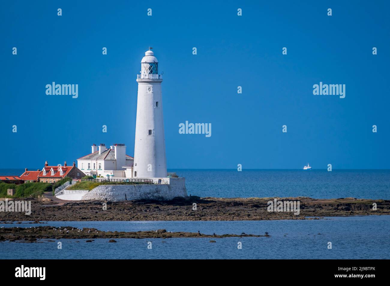 St Mary's Island and lighthouse. Stock Photo