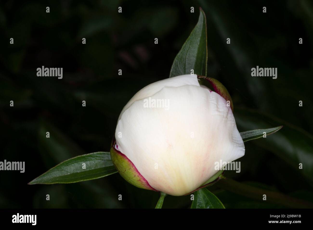 close up of unopened white peony bud against black background Stock ...