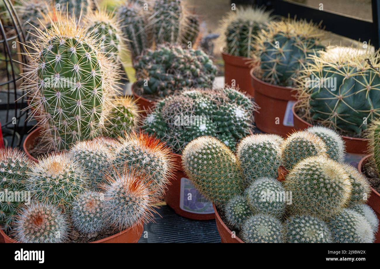 Assorted cacti in a greenhouse. Stock Photo