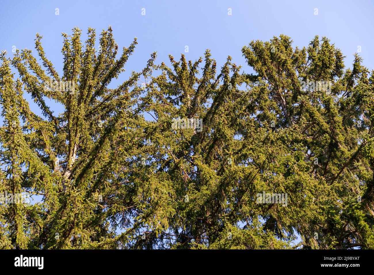 Schaan, Liechtenstein, April 4, 2022 Branches of a fir tree in the