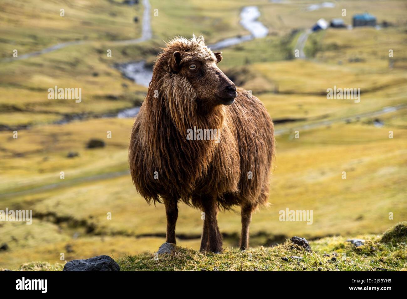 A golden Faroese sheep posing in front of the camera. Stock Photo