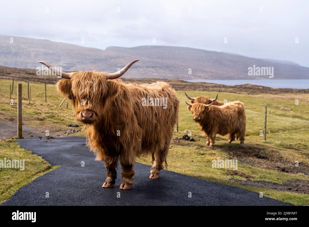 Three Highland cows posing for the camera in Faroe Islands. Stock Photo