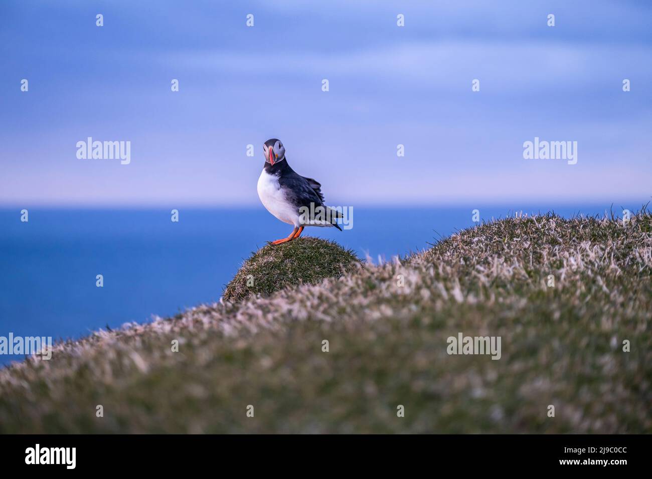 A portrait of a puffing looking straight at the camera in Faroe Islands. Stock Photo