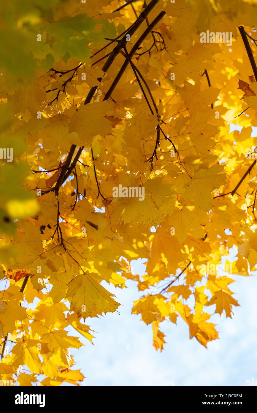 Bright yellow maple leaves on a tree background in autumn Stock Photo ...