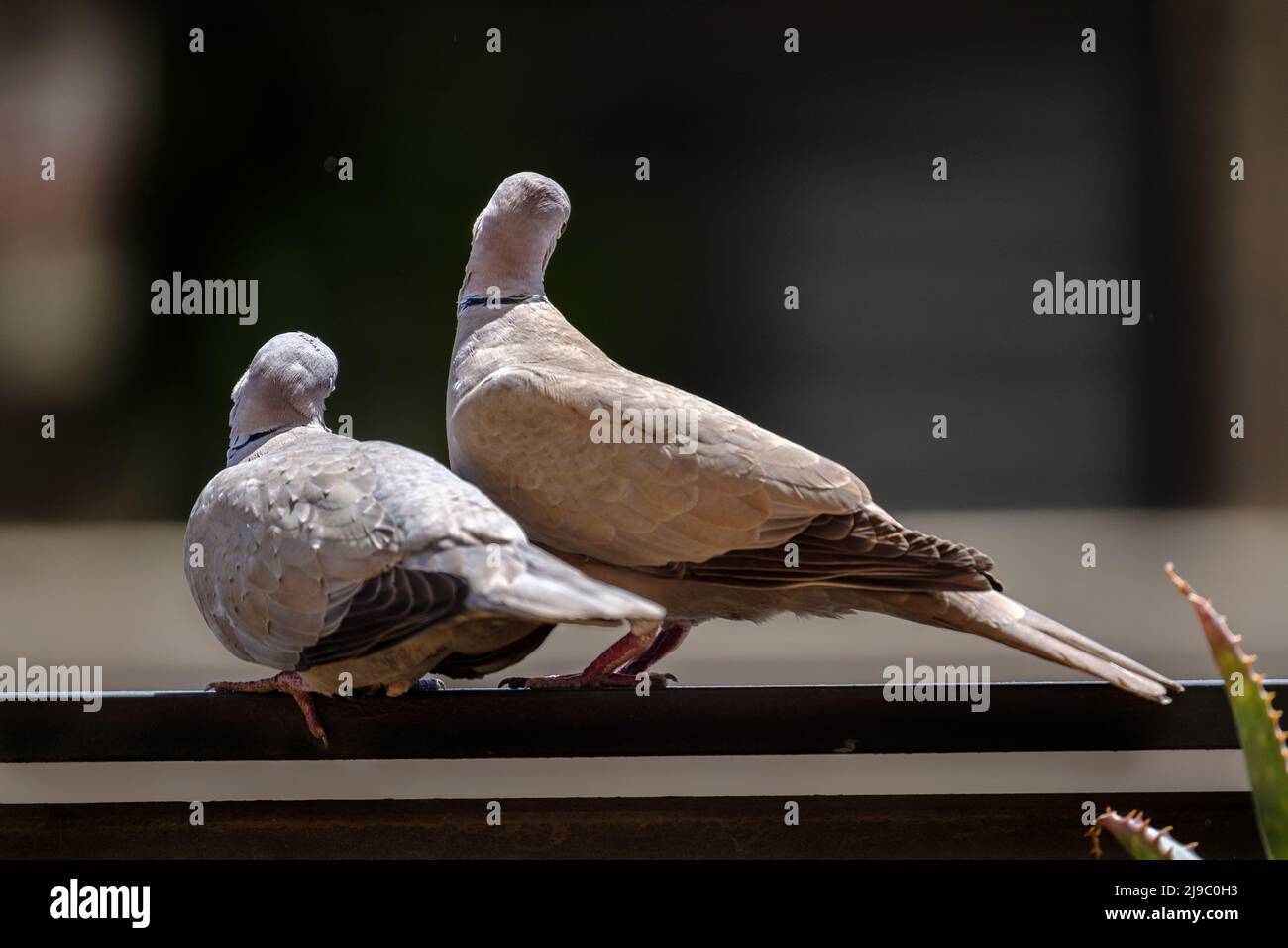 pair of doves during courtship synchronized pigeon Stock Photo