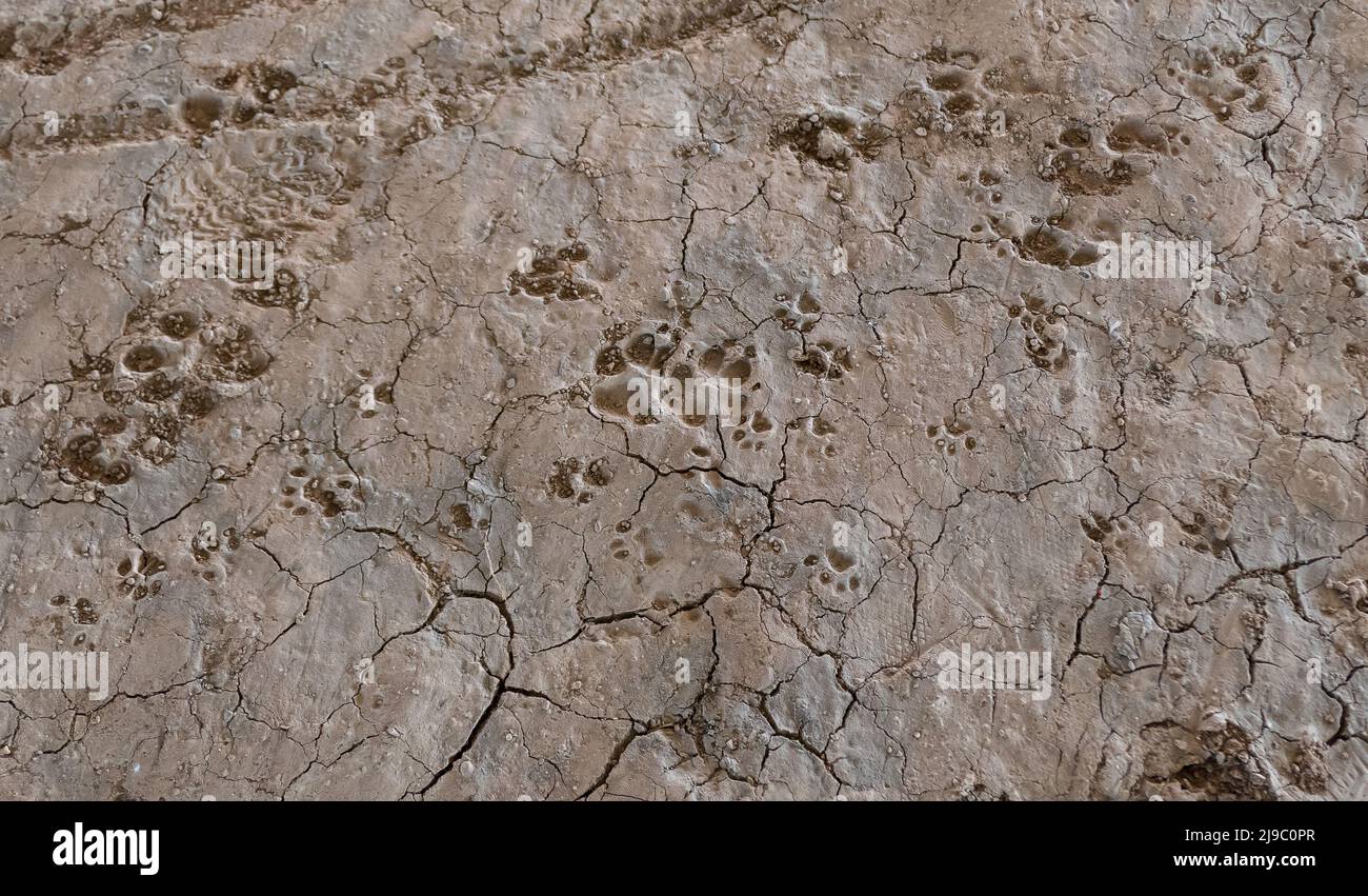 Dog footprint on land with mud, animals and nature. Dog footprint traces of different size Stock