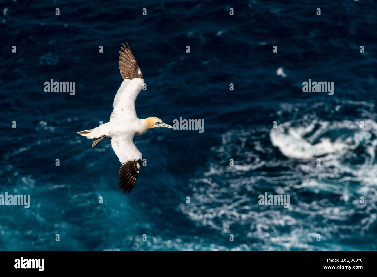 A gannet with trademark yellow head and bright blue eyes soars in perfect symmetry over the cobalt sea. Stock Photo