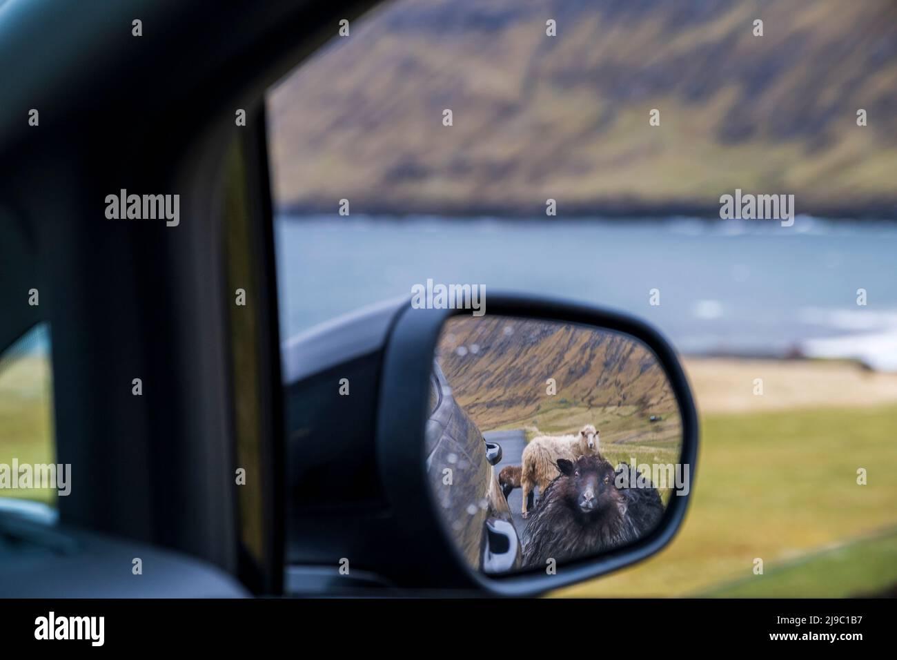 Sheep in the wing mirror of a car. Stock Photo