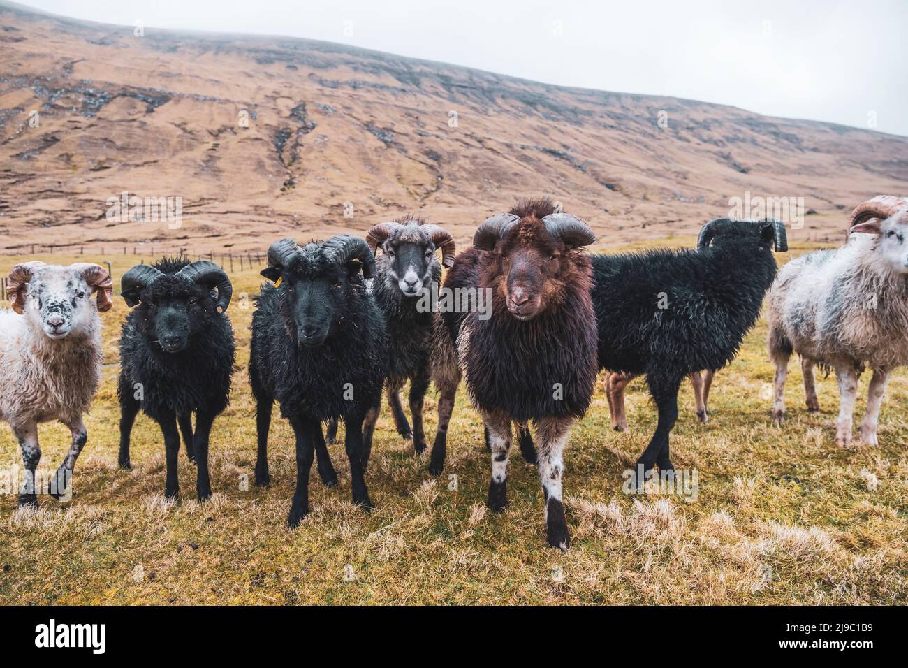 A line of rams stare intently at the camera. Stock Photo