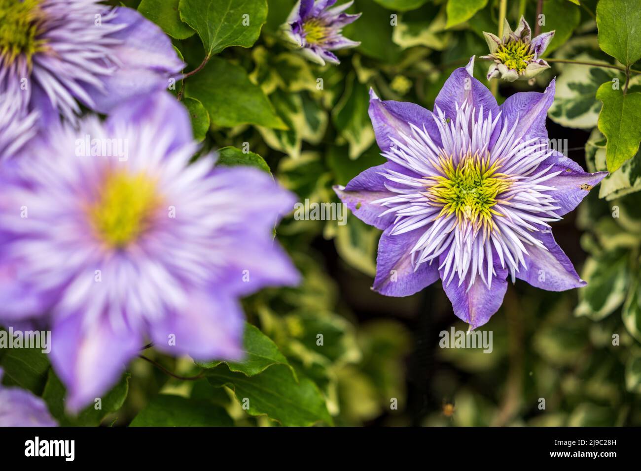 Fountain like hi-res stock photography and images - Alamy