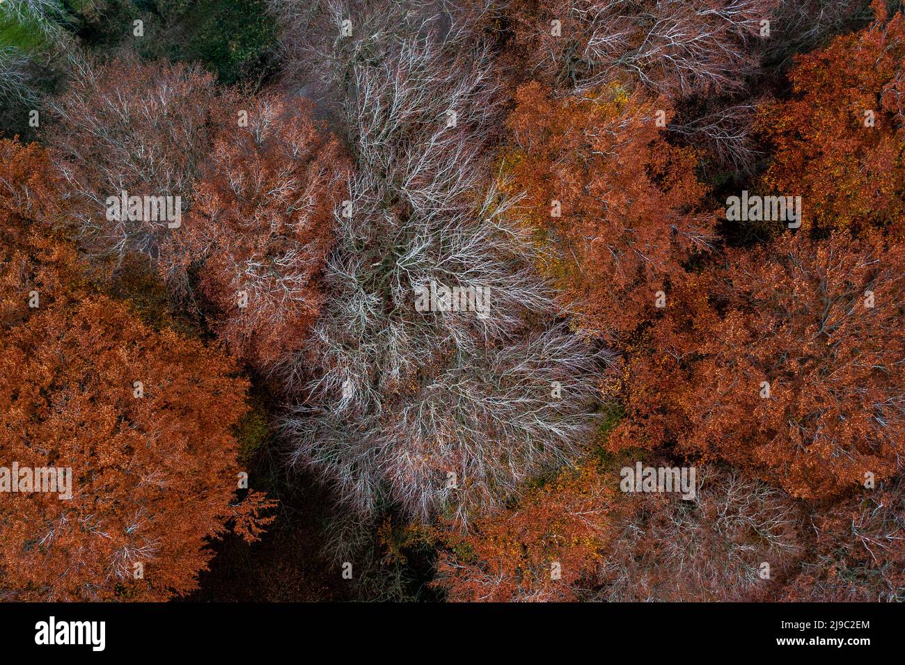 Stunning burnt orange and rust red feather-like trees on the cusp of winter. Stock Photo