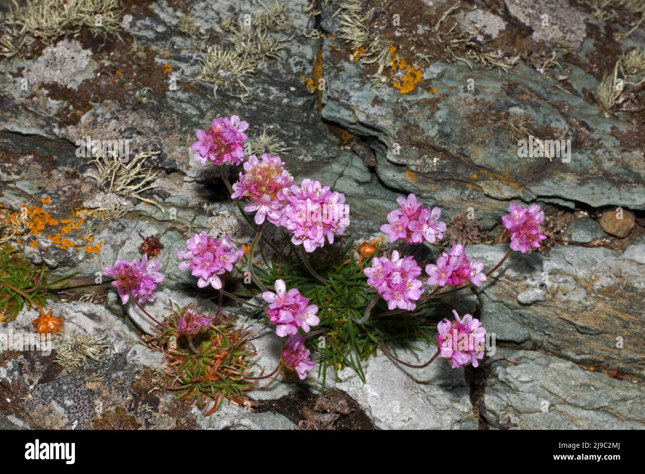 Armeria maritima (sea thrift) is a perennial that grows in maritime situations like coastal cliffs and salt marshes. It has a circumpolar distribution. Stock Photo