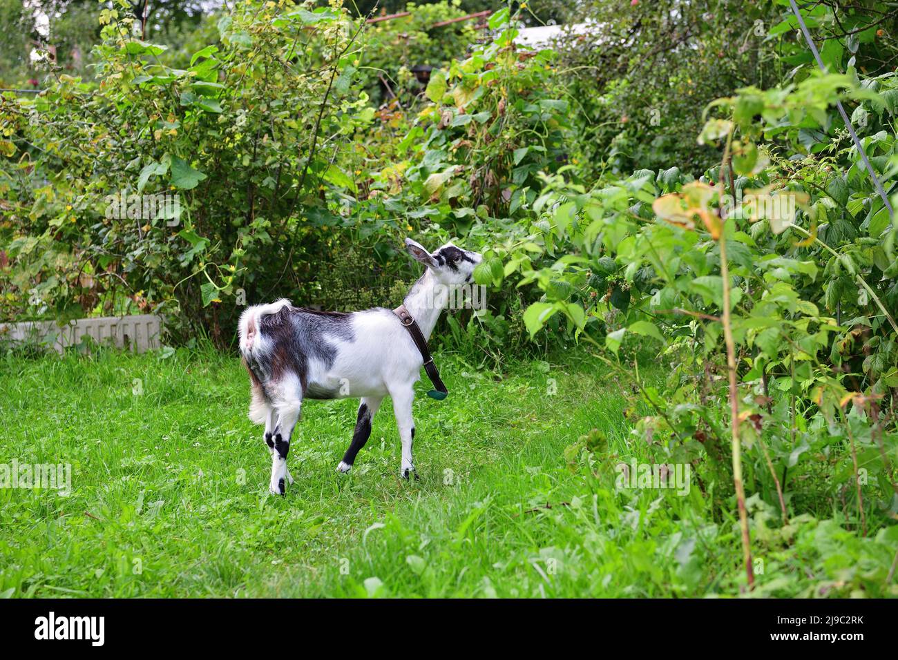 Goat In Garden Domestic in zoological garden hi-res stock photography and images - Alamy