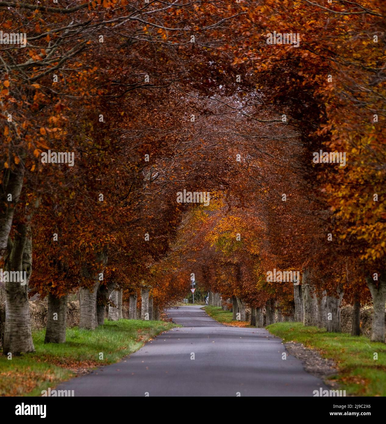 A vivid road of Autumnal red trees intersects the green brown Cotswold fields. Stock Photo