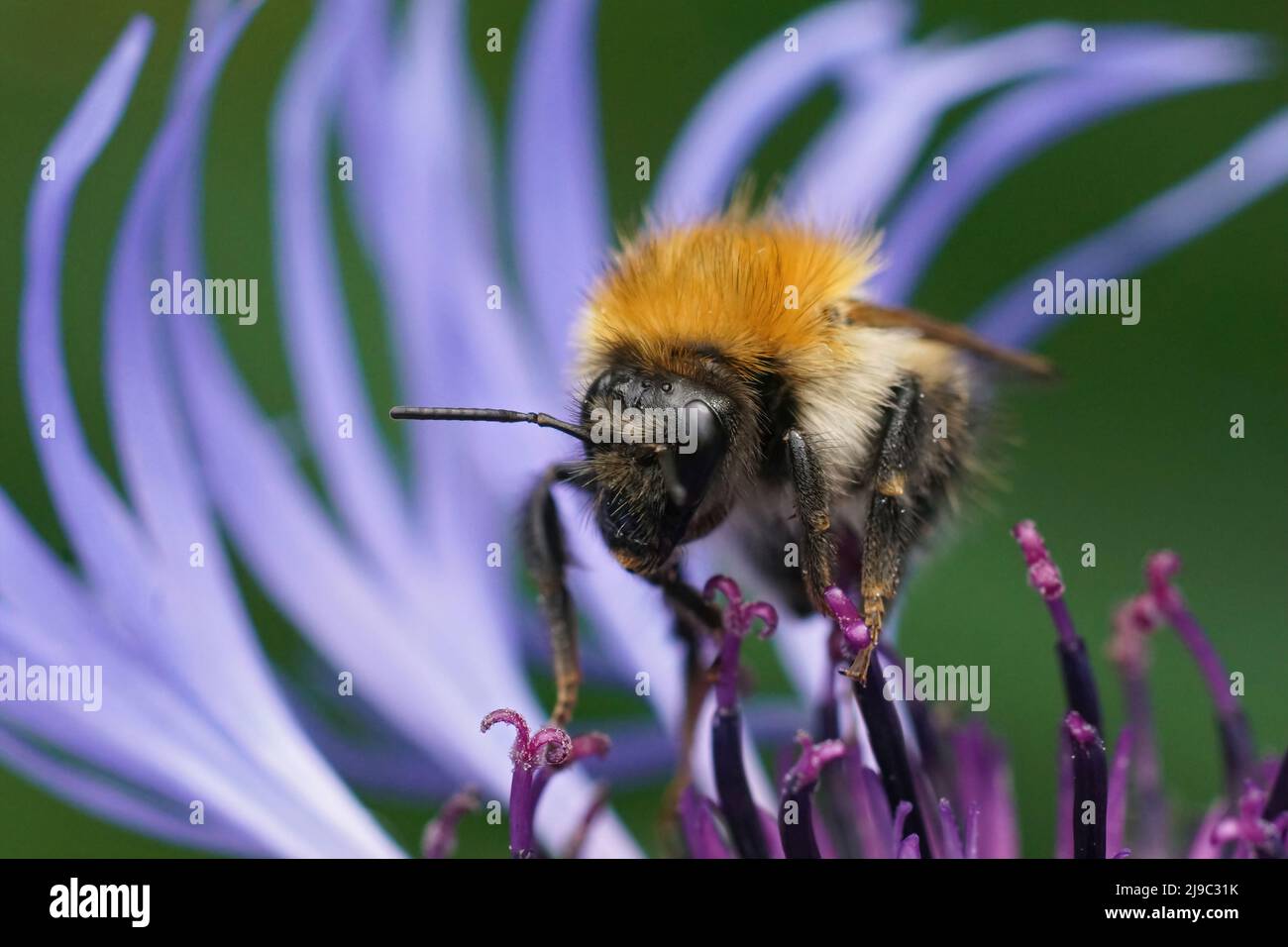Closeup on a brown banded bumblebee worked, sitting on a blue montane knapweed flower , Centaurea montana in the garden Stock Photo
