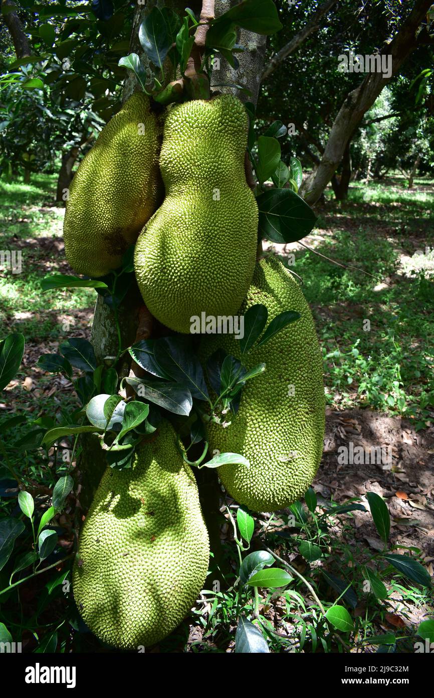 Fresh Jackfruit on tree in a farm Stock Photo Alamy