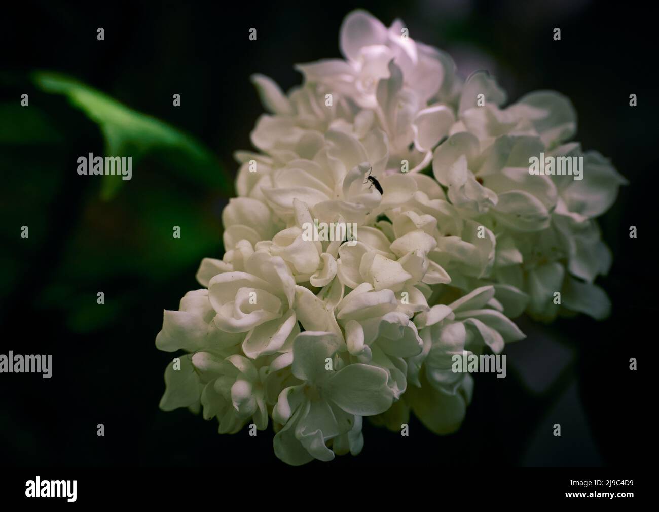 Close-up photo of a white lilac flower with a blurry background. Stock Photo