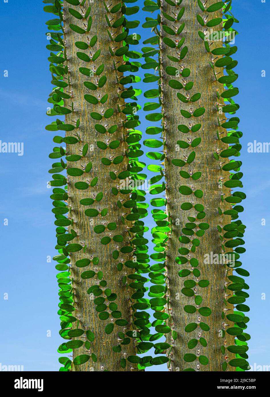 Close up of Alluaudia procera cactus. Botanical garden Heidelberg, Baden Wuerttemberg, Germany Stock Photo