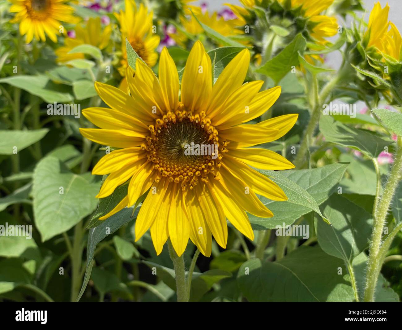 A brilliant sunflower in Japan Stock Photo