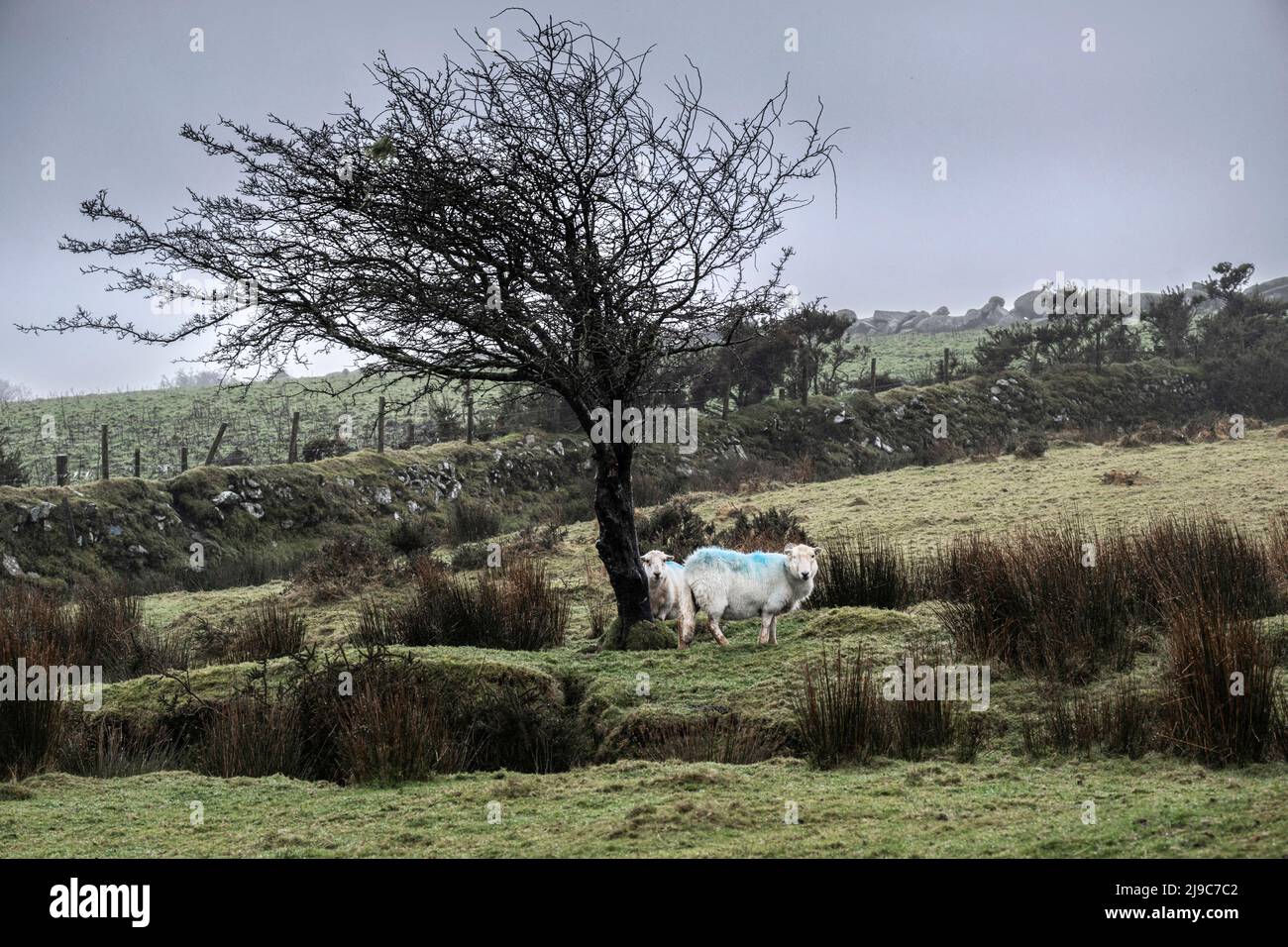 Sheep grazing in cold wet miserable weather on Bodmin Moor in Cornwall. Stock Photo