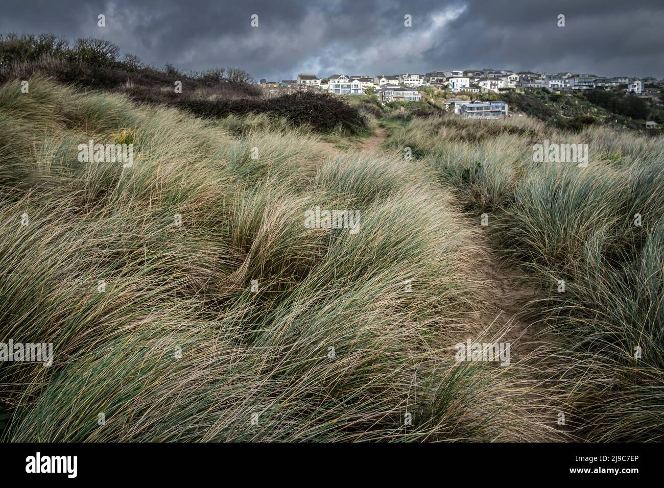 A footpath through the delicate sand dune system at Crantock Beach in Newquay in Cornwall. Stock Photo