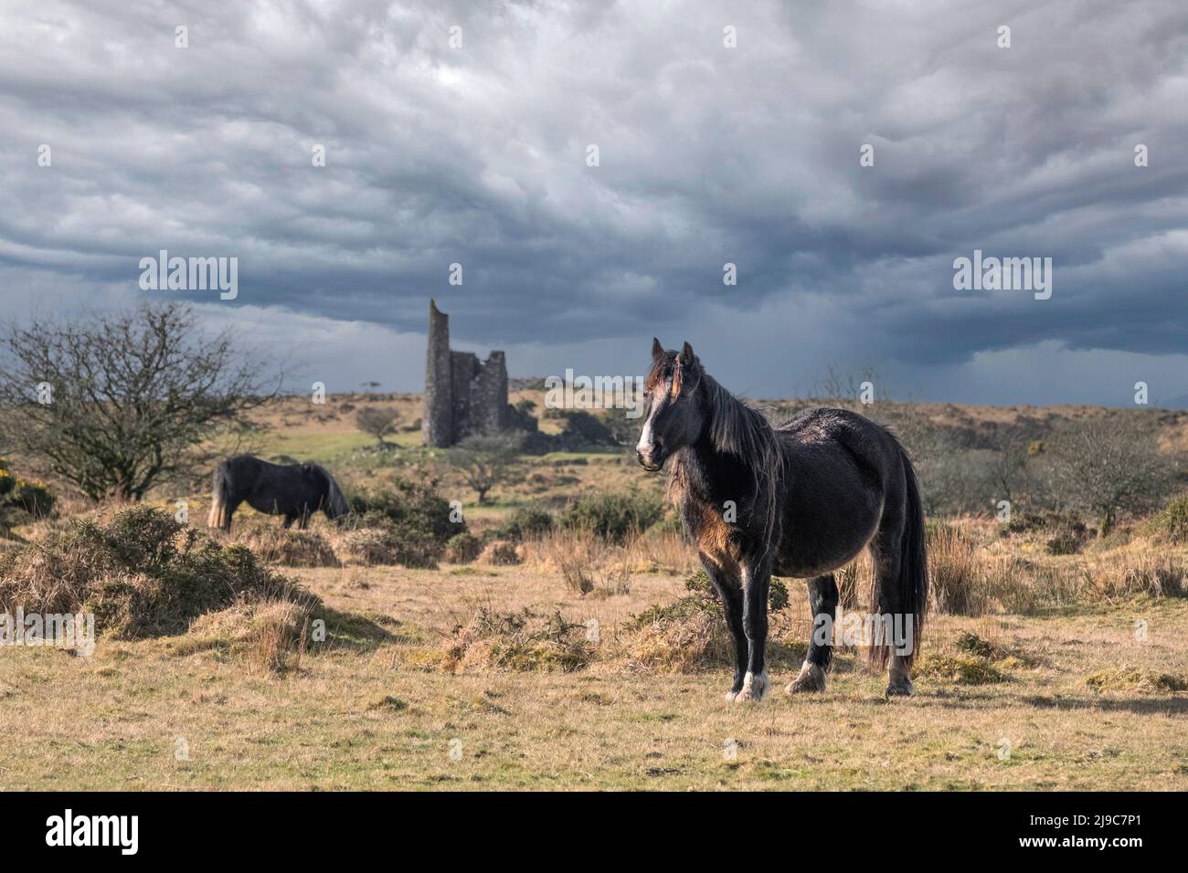 Wild Bodmin Ponies grazing and roaming with the remains of Craddock Engine House in the background on Bodmin Moor in Cornwall. Stock Photo