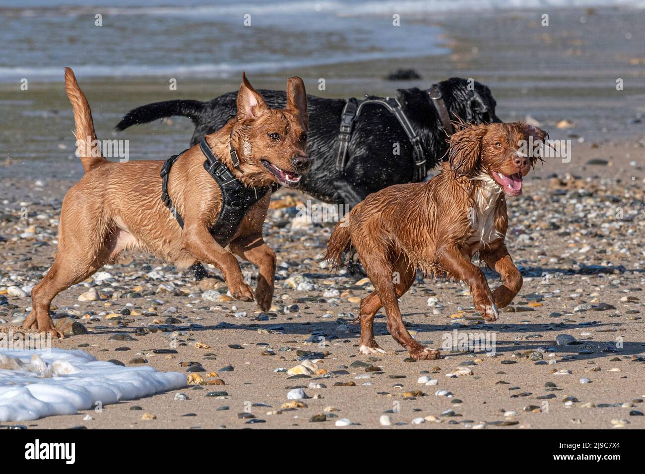 Dog lead running hires stock photography and images Alamy