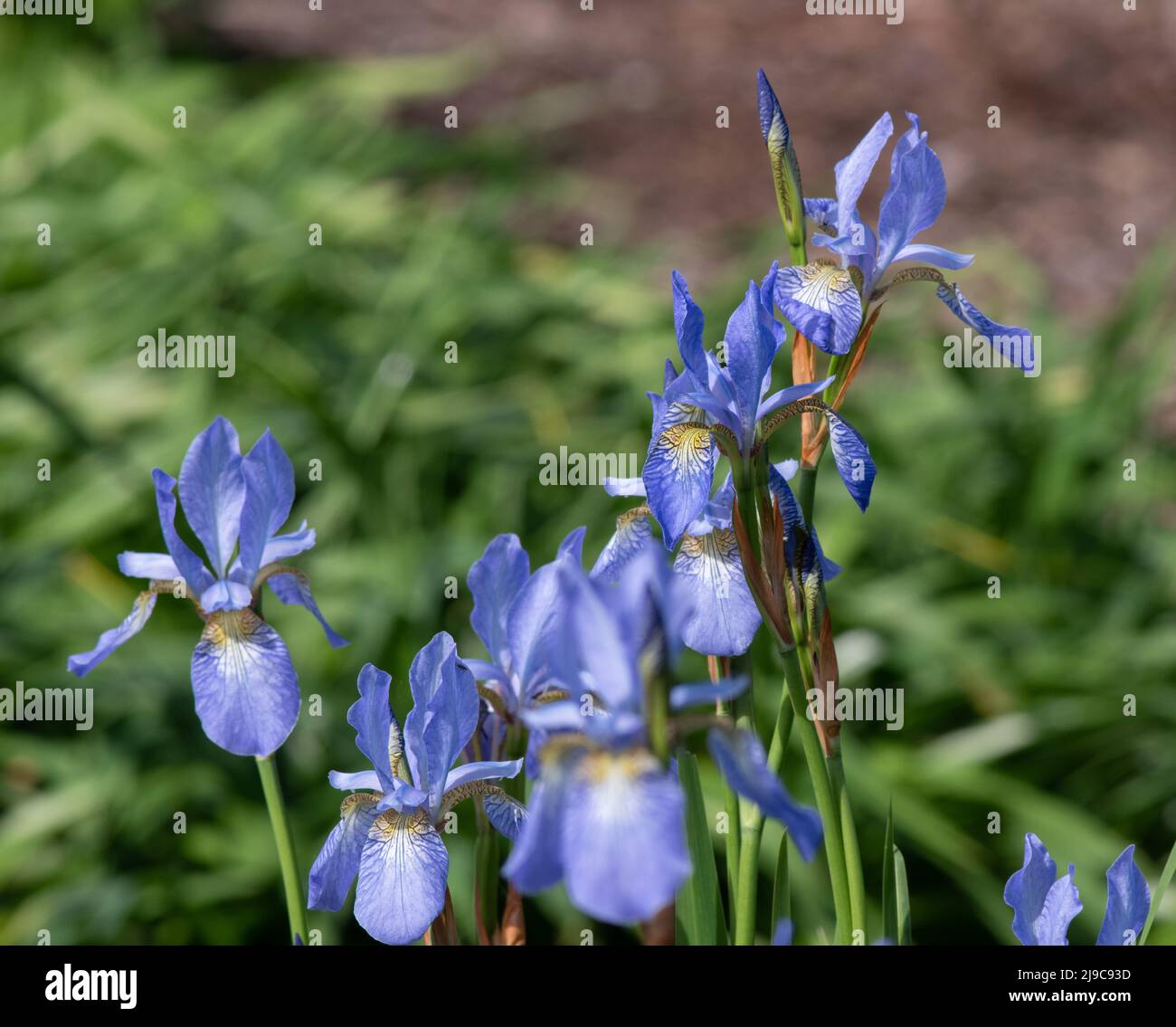 Iris sibirica 'Ottawa' Stock Photo