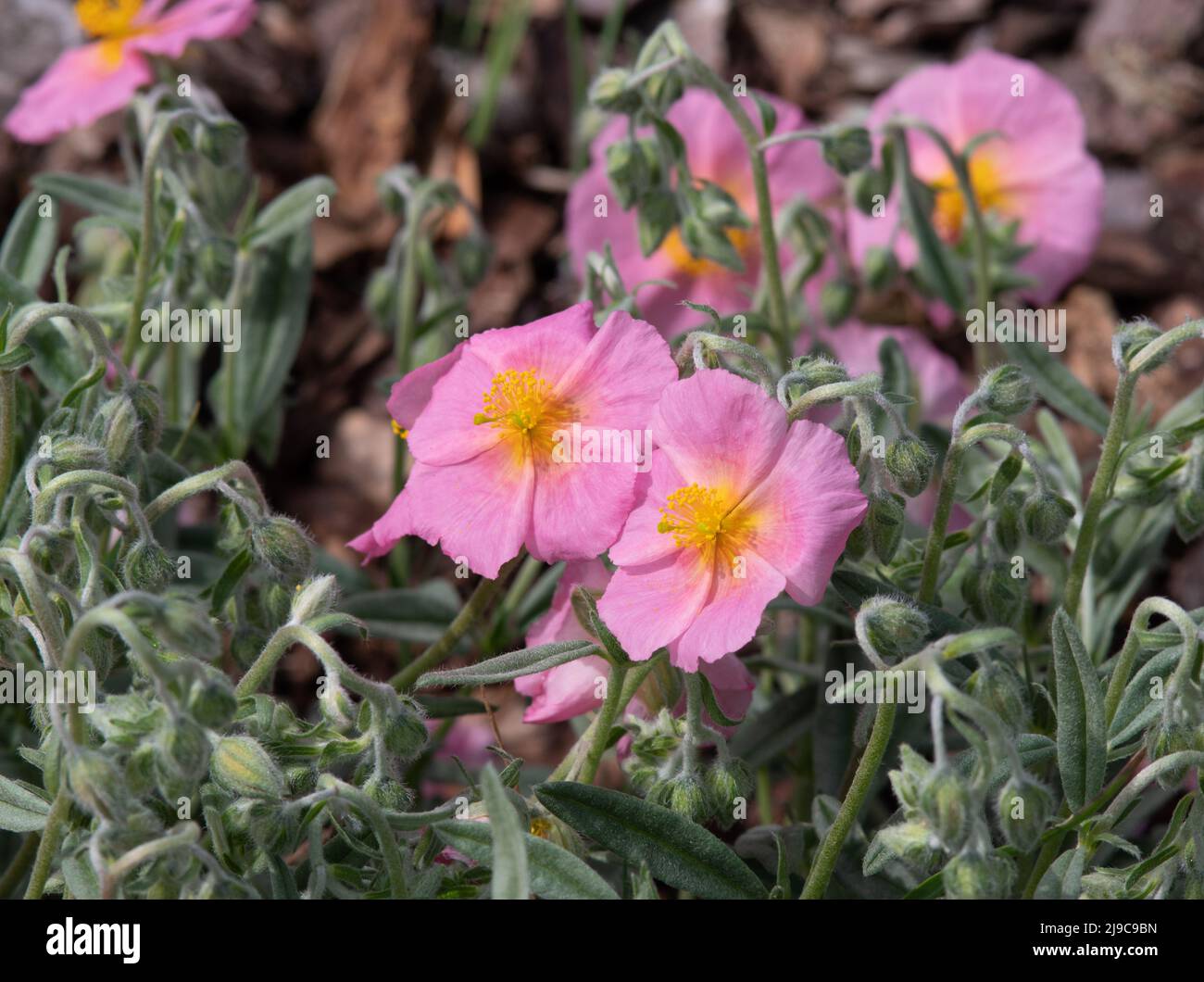 Helianthemum 'Wisley Pink' Stock Photo