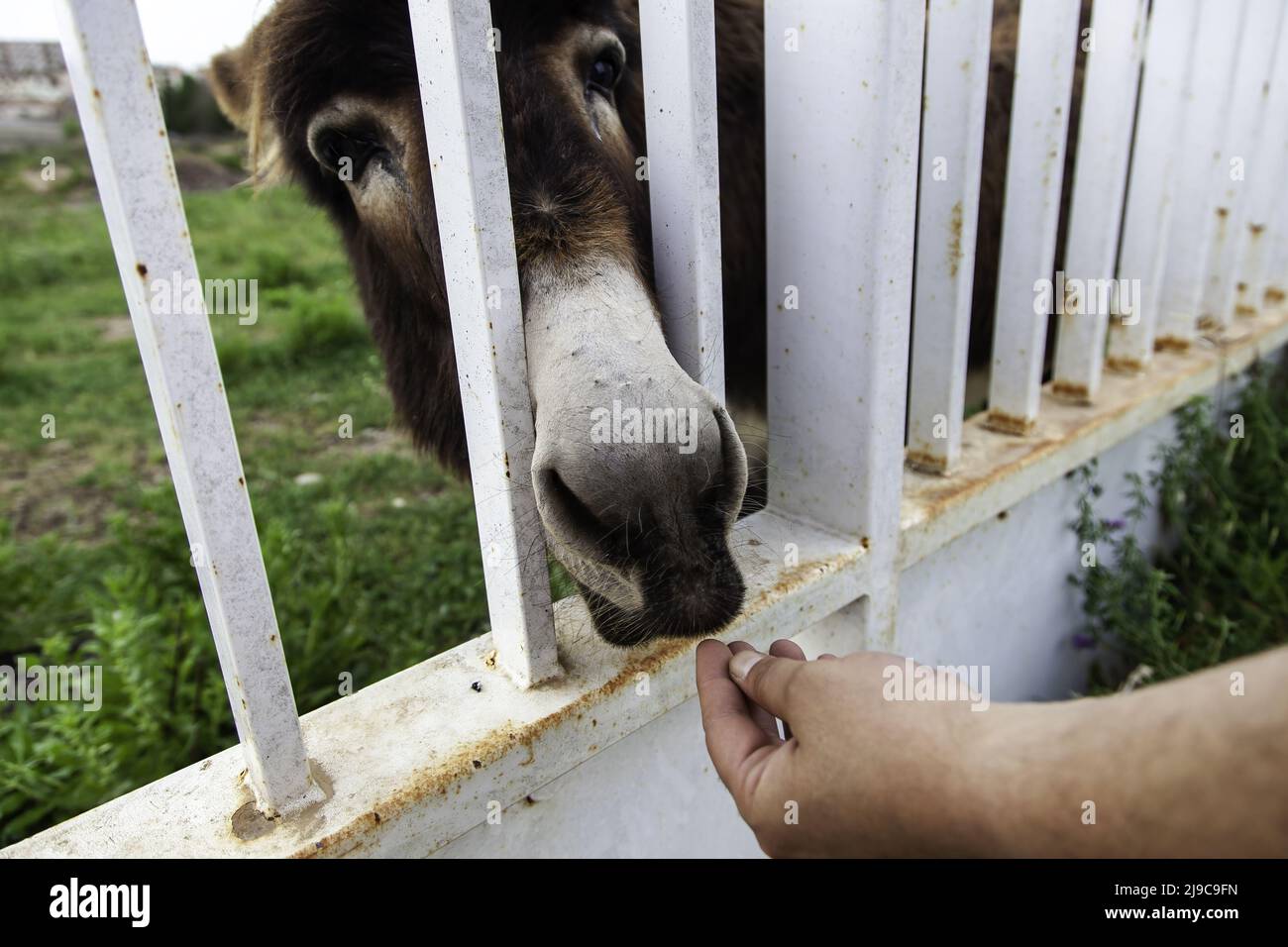 Donkey eating bread in stable, funny animals, mammals Stock Photo Alamy