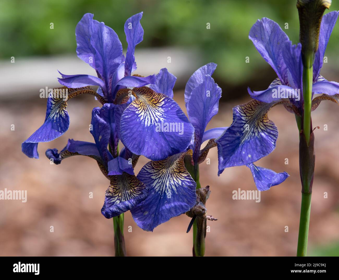 Iris sibirica 'Tropic Night' Stock Photo
