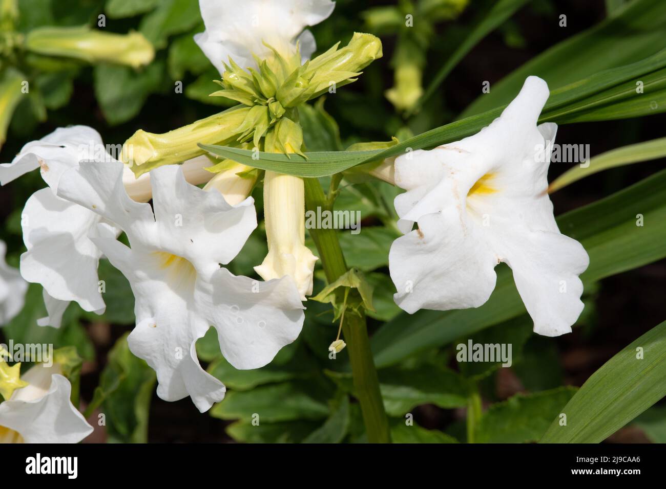 Incarvillea delavayi 'Snowtop' Stock Photo