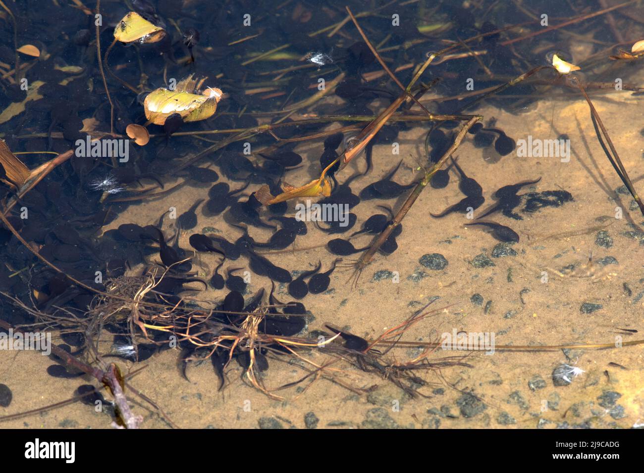 Tadpoles of the Common frog Stock Photo