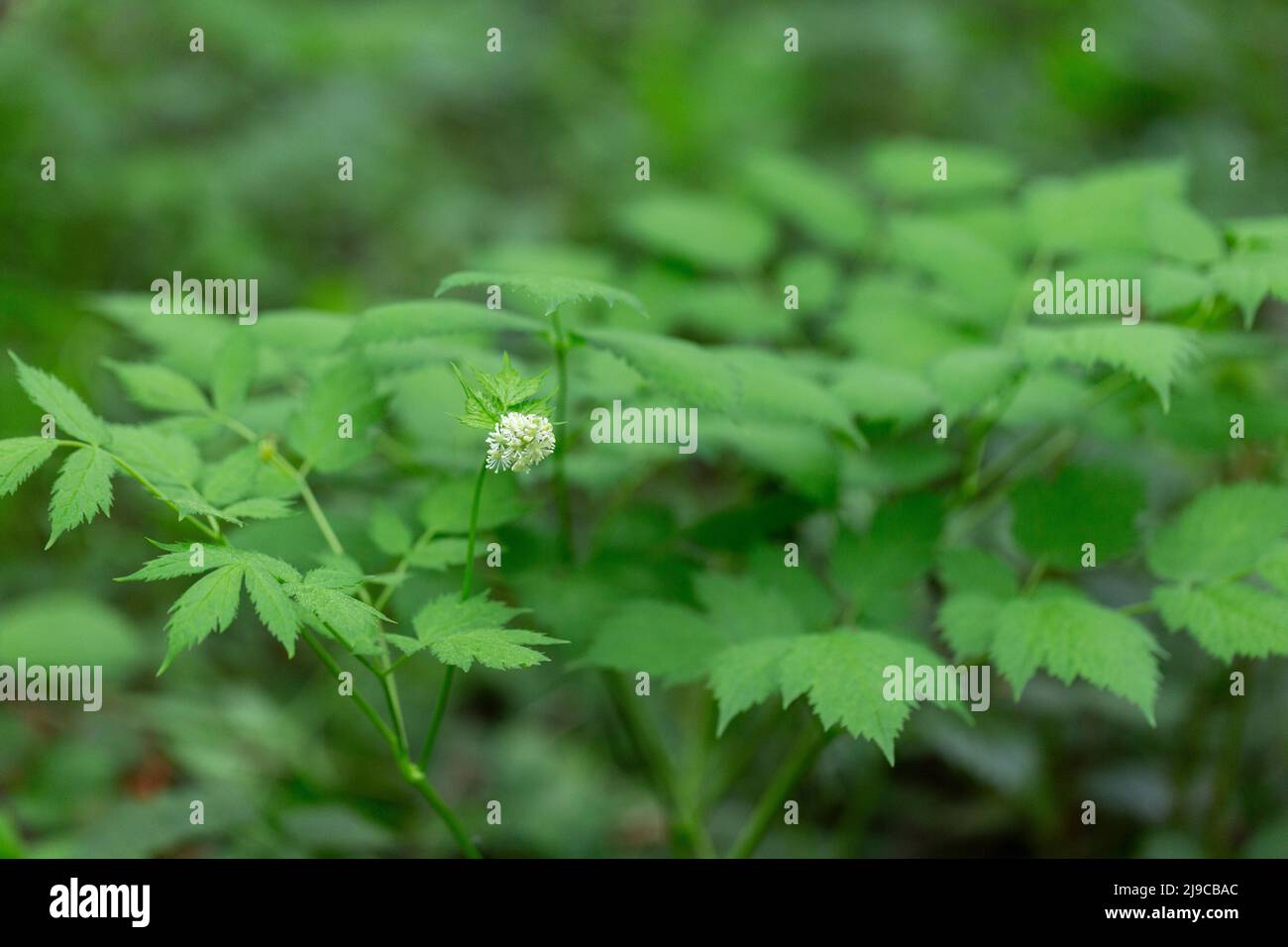 Eurasian baneberry with flower, Actaea spicata. Eurasian baneberry (Actaea spicata) blooming in the forest. Selective focus. Stock Photo