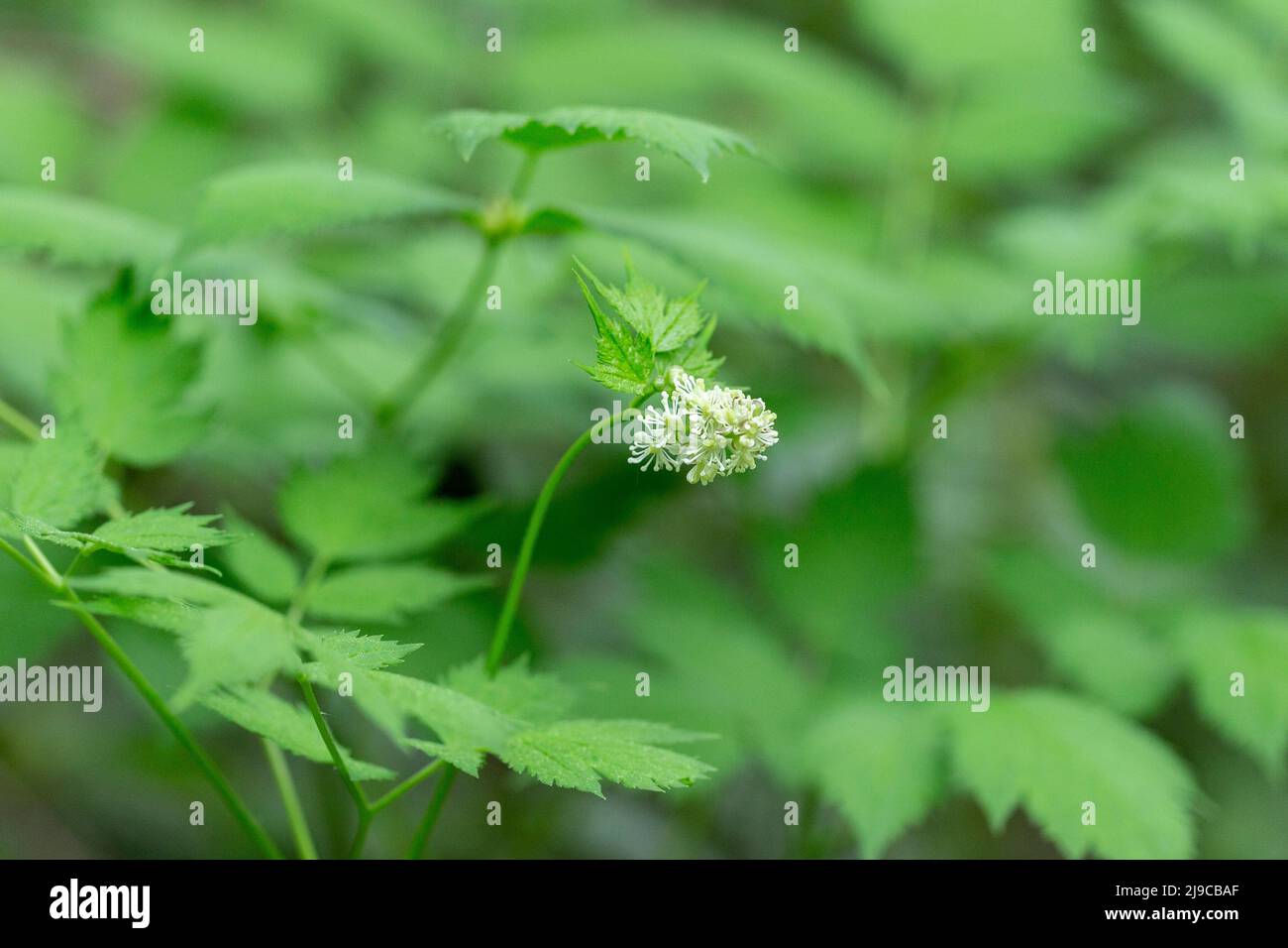 Eurasian baneberry with flower, Actaea spicata. Eurasian baneberry (Actaea spicata) blooming in the forest. Selective focus. Stock Photo