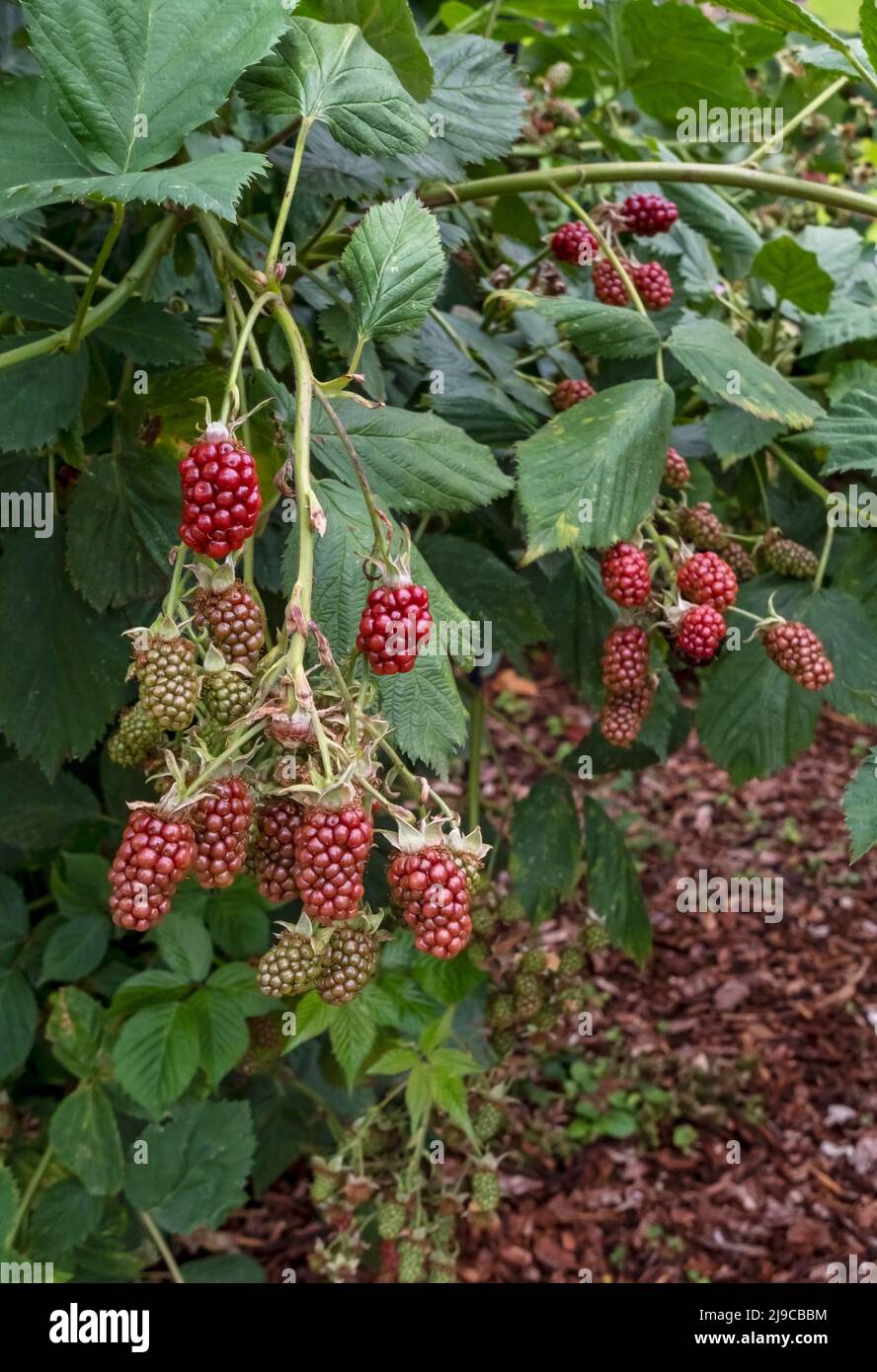 Close up of blackberries growing in a garden in summer. Stock Photo