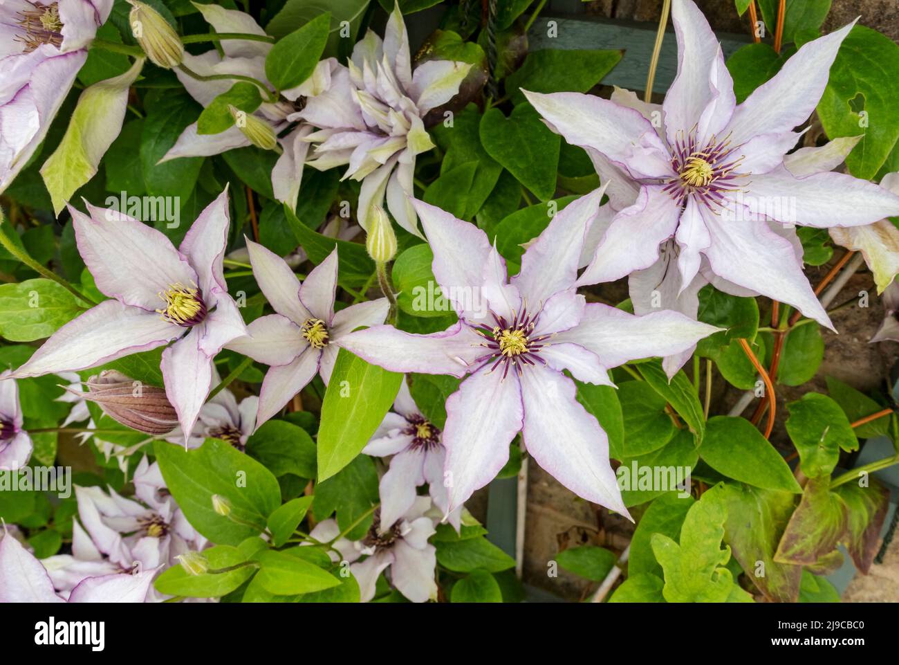 Close up of clematis 'Samaritan Jo' growing on a wall in the garden in summer. Stock Photo