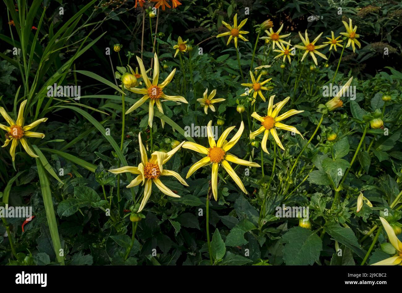 Close up of yellow star dahlias 'Honka Yellow' in summer border. Stock Photo