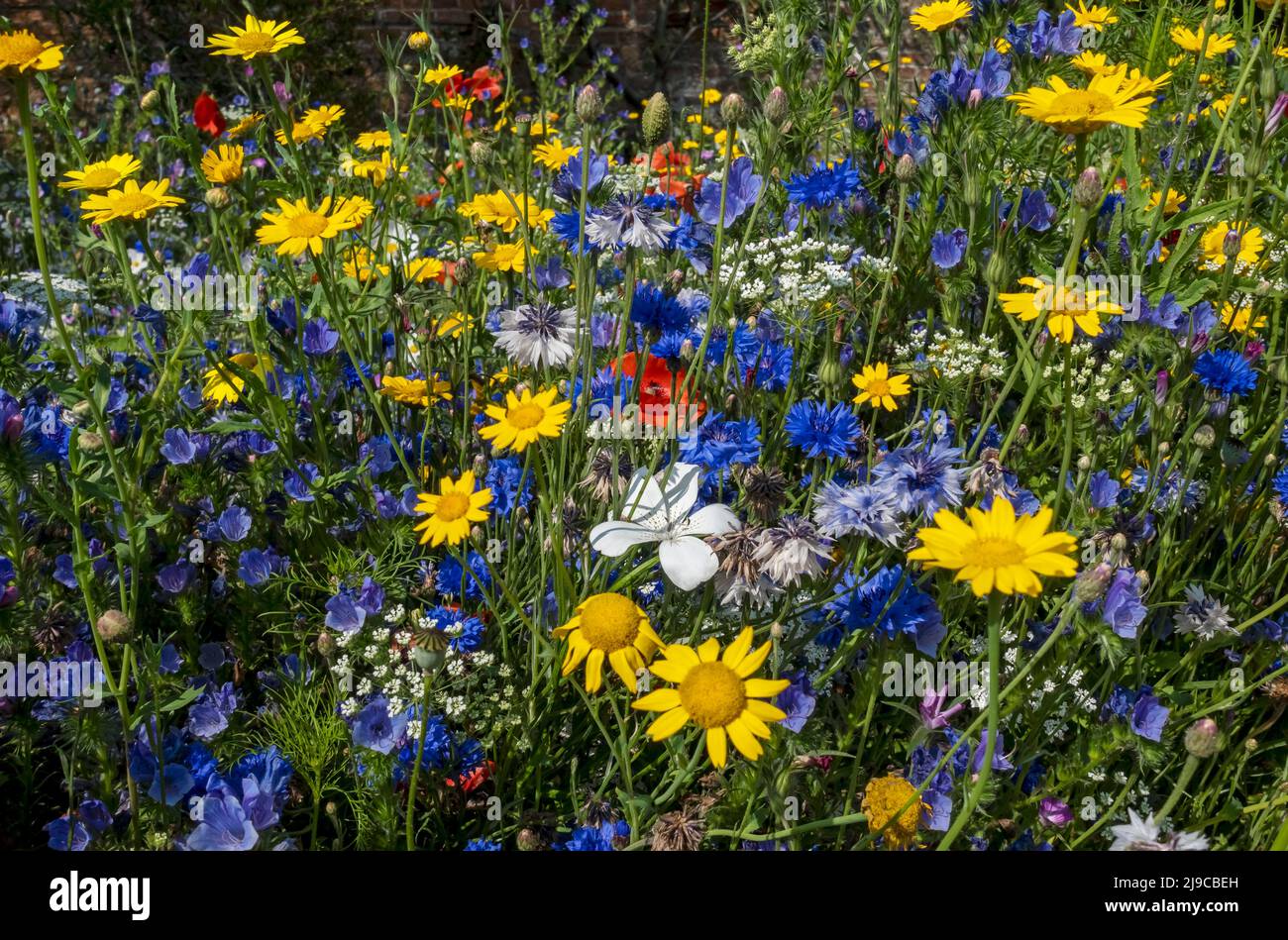 Close up of blue yellow and white wildflowers in a garden border in summer. Stock Photo