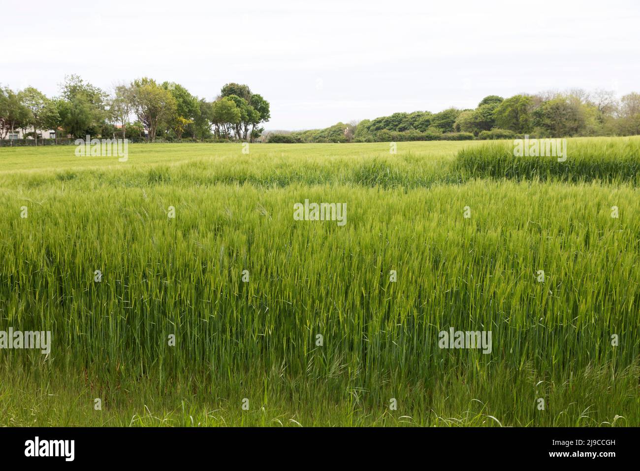 Crop growing in a field in Sunderland, England. It grows on tell-tended farmland. Stock Photo