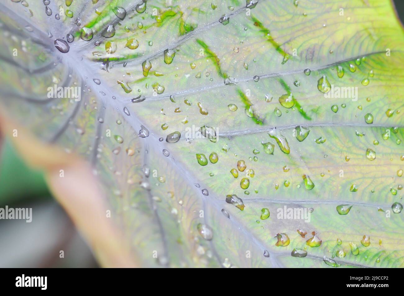 Colocasia , Colocasia Diamond Head and rain drop or dew drop Stock Photo