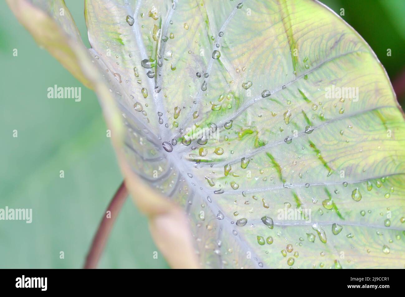 Colocasia , Colocasia Diamond Head and rain drop or dew drop Stock Photo