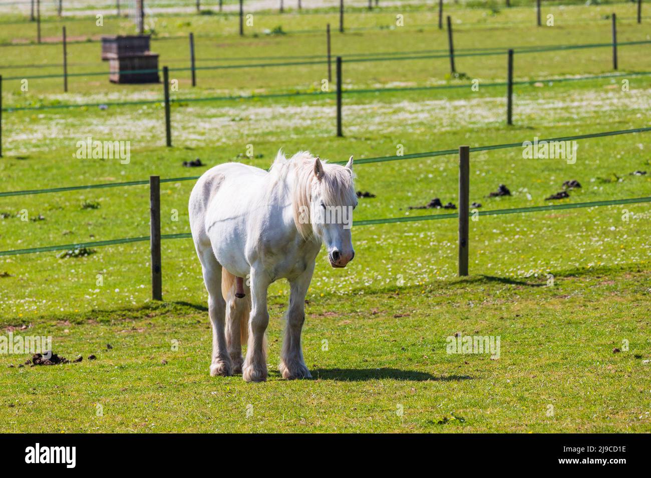 White horse in a field in Pattingham, South Staffordshire in the UK Stock Photo