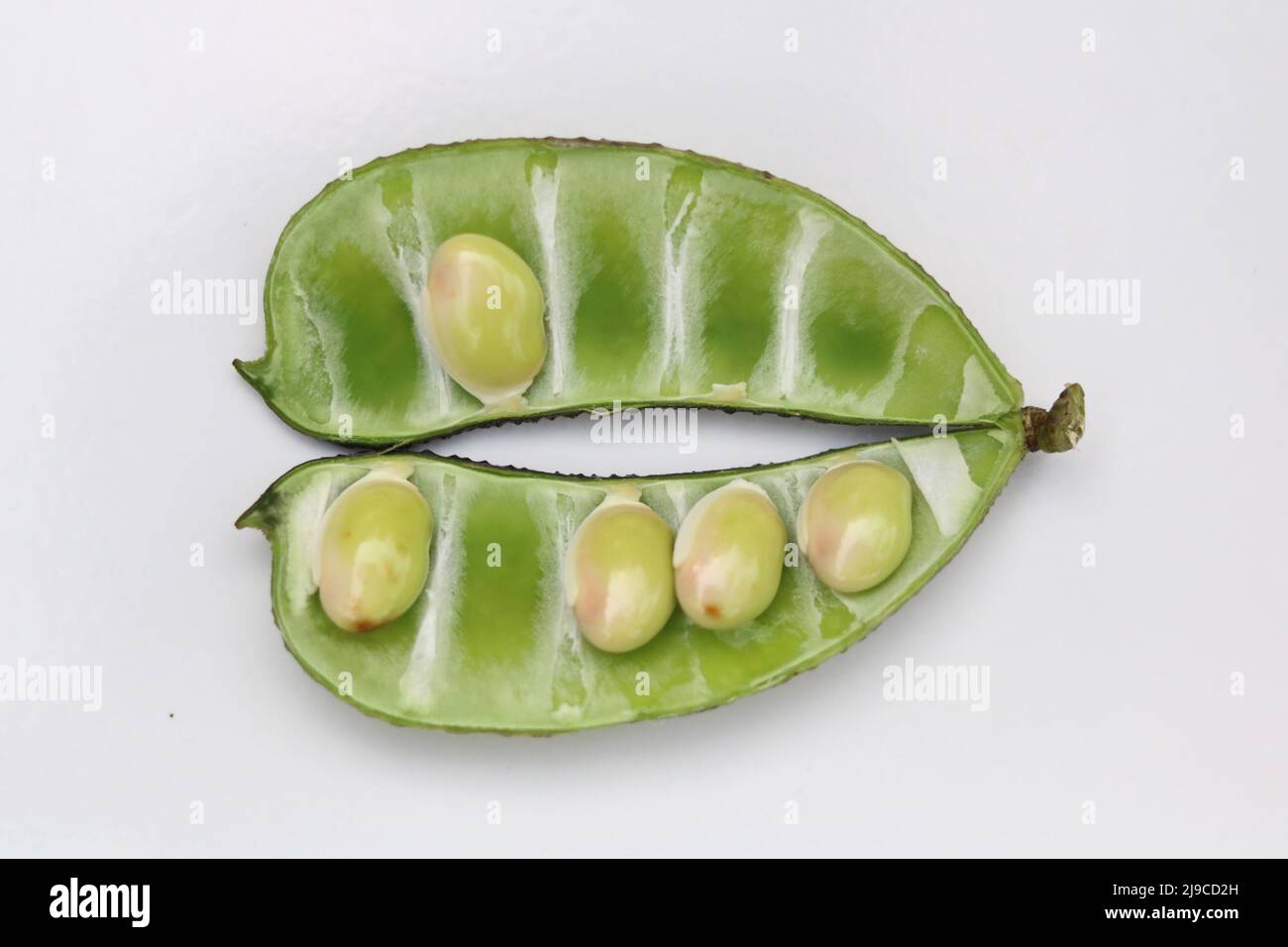 Fresh and healthy lima beans vegetables isolated, Beautiful fresh green