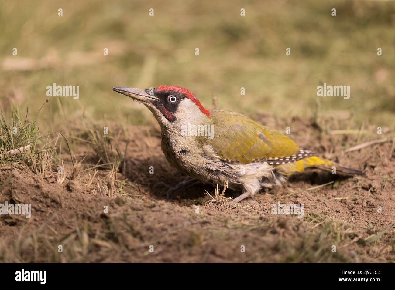 Green Woodpecker (Picus viridis) adult male searching anthill for food, Hungary, April Stock Photo