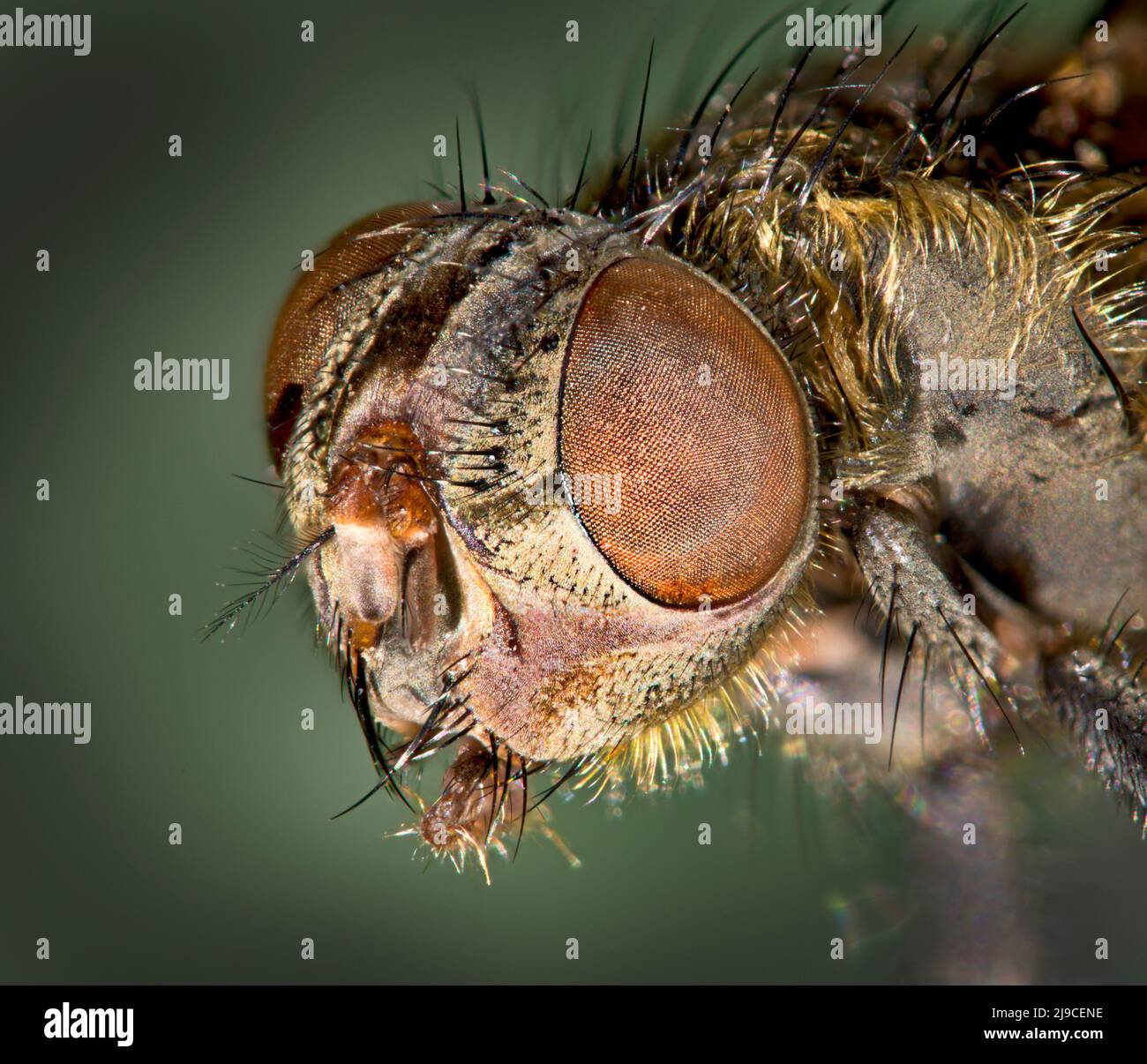 Blowfly head portrait Stock Photo